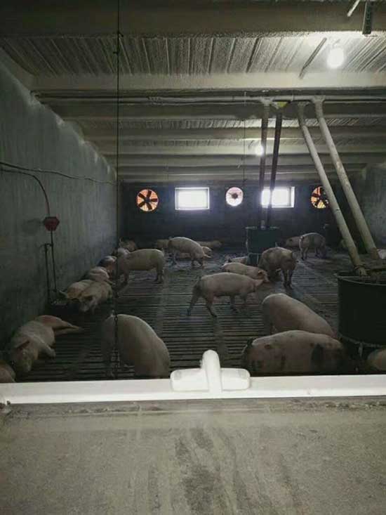 牧原养猪场猪舍pvc板连接处聚氨酯喷涂案例